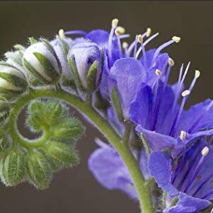 1161B-Tall Purple Fiddleneck (Phacelia tanacetifolia) Seeds by Robsrareandgiantseeds UPC0764425787952 Non-GMO,Organic,USA Grower,Bonsai,1161-B Package of 25 Seeds