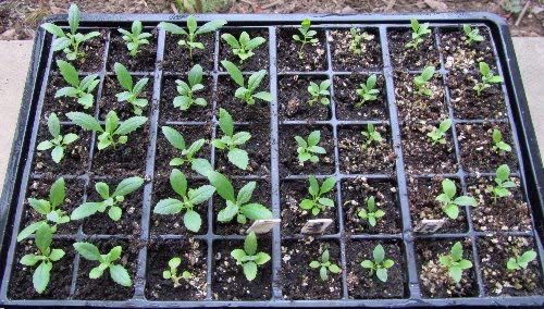 1161B-Tall Purple Fiddleneck (Phacelia tanacetifolia) Seeds by Robsrareandgiantseeds UPC0764425787952 Non-GMO,Organic,USA Grower,Bonsai,1161-B Package of 25 Seeds
