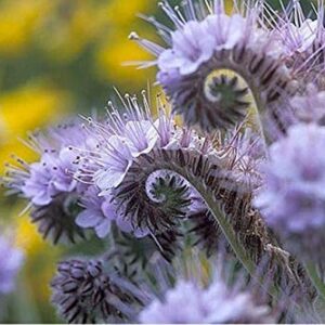 1161B-Tall Purple Fiddleneck (Phacelia tanacetifolia) Seeds by Robsrareandgiantseeds UPC0764425787952 Non-GMO,Organic,USA Grower,Bonsai,1161-B Package of 25 Seeds