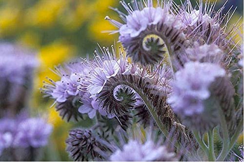 1161B-Tall Purple Fiddleneck (Phacelia tanacetifolia) Seeds by Robsrareandgiantseeds UPC0764425787952 Non-GMO,Organic,USA Grower,Bonsai,1161-B Package of 25 Seeds