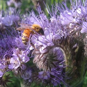 1161B-Tall Purple Fiddleneck (Phacelia tanacetifolia) Seeds by Robsrareandgiantseeds UPC0764425787952 Non-GMO,Organic,USA Grower,Bonsai,1161-B Package of 25 Seeds