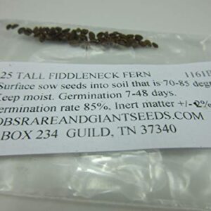 1161B-Tall Purple Fiddleneck (Phacelia tanacetifolia) Seeds by Robsrareandgiantseeds UPC0764425787952 Non-GMO,Organic,USA Grower,Bonsai,1161-B Package of 25 Seeds