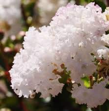 1195-Dwarf White Crape Myrtle (Lagerstroemia Indica) Seeds by Robsrareandgiantseeds UPC0764425788447 Non-GMO,Organic,USA Grower,Bonsai,Showy, Butterfly Flower,1195 Package of 10 Seeds