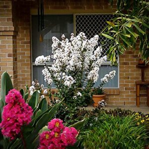 1195-Dwarf White Crape Myrtle (Lagerstroemia Indica) Seeds by Robsrareandgiantseeds UPC0764425788447 Non-GMO,Organic,USA Grower,Bonsai,Showy, Butterfly Flower,1195 Package of 10 Seeds