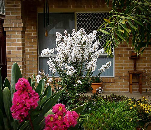 1195-Dwarf White Crape Myrtle (Lagerstroemia Indica) Seeds by Robsrareandgiantseeds UPC0764425788447 Non-GMO,Organic,USA Grower,Bonsai,Showy, Butterfly Flower,1195 Package of 10 Seeds