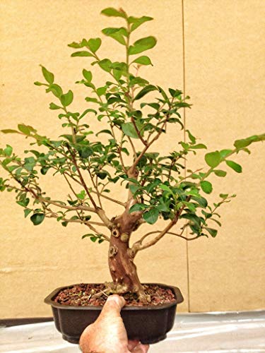 1195-Dwarf White Crape Myrtle (Lagerstroemia Indica) Seeds by Robsrareandgiantseeds UPC0764425788447 Non-GMO,Organic,USA Grower,Bonsai,Showy, Butterfly Flower,1195 Package of 10 Seeds