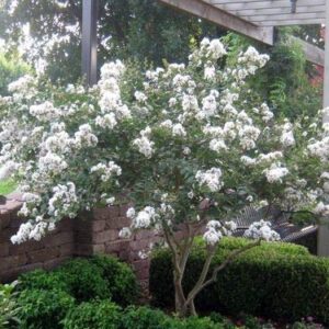 1195-Dwarf White Crape Myrtle (Lagerstroemia Indica) Seeds by Robsrareandgiantseeds UPC0764425788447 Non-GMO,Organic,USA Grower,Bonsai,Showy, Butterfly Flower,1195 Package of 10 Seeds