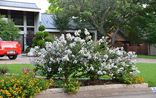 1195-Dwarf White Crape Myrtle (Lagerstroemia Indica) Seeds by Robsrareandgiantseeds UPC0764425788447 Non-GMO,Organic,USA Grower,Bonsai,Showy, Butterfly Flower,1195 Package of 10 Seeds