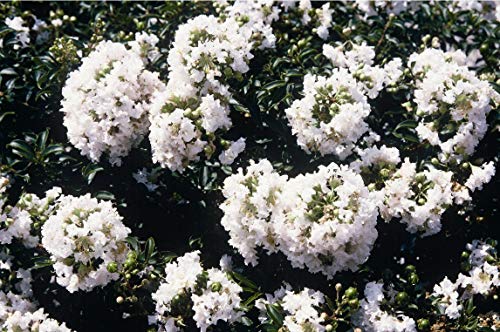 1195-Dwarf White Crape Myrtle (Lagerstroemia Indica) Seeds by Robsrareandgiantseeds UPC0764425788447 Non-GMO,Organic,USA Grower,Bonsai,Showy, Butterfly Flower,1195 Package of 10 Seeds