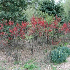 1187-Red Holly Winter Berry (Ilex verticillata) Seeds by Robsrareandgiantseeds UPC0764425788317 Non-GMO,Organic,USA Grower,Bonsai,1187 Package of 7 Seeds