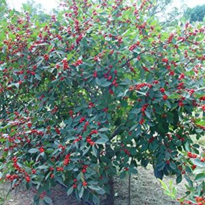 1187-Red Holly Winter Berry (Ilex verticillata) Seeds by Robsrareandgiantseeds UPC0764425788317 Non-GMO,Organic,USA Grower,Bonsai,1187 Package of 7 Seeds