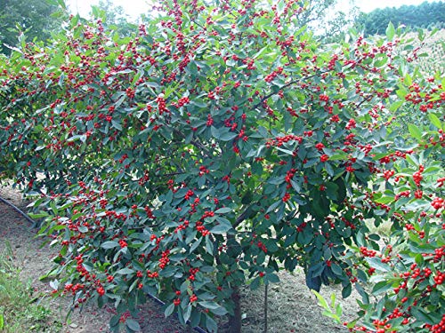 1187-Red Holly Winter Berry (Ilex verticillata) Seeds by Robsrareandgiantseeds UPC0764425788317 Non-GMO,Organic,USA Grower,Bonsai,1187 Package of 7 Seeds