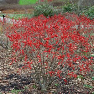 1187-Red Holly Winter Berry (Ilex verticillata) Seeds by Robsrareandgiantseeds UPC0764425788317 Non-GMO,Organic,USA Grower,Bonsai,1187 Package of 7 Seeds