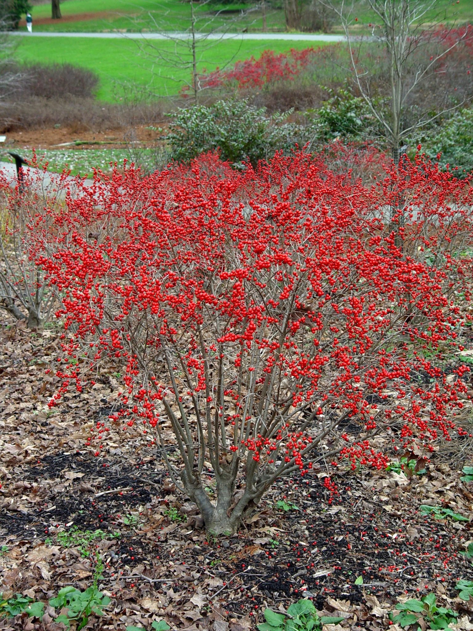 1187-Red Holly Winter Berry (Ilex verticillata) Seeds by Robsrareandgiantseeds UPC0764425788317 Non-GMO,Organic,USA Grower,Bonsai,1187 Package of 7 Seeds