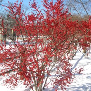 1187-Red Holly Winter Berry (Ilex verticillata) Seeds by Robsrareandgiantseeds UPC0764425788317 Non-GMO,Organic,USA Grower,Bonsai,1187 Package of 7 Seeds