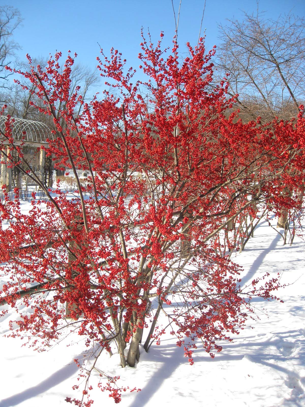 1187-Red Holly Winter Berry (Ilex verticillata) Seeds by Robsrareandgiantseeds UPC0764425788317 Non-GMO,Organic,USA Grower,Bonsai,1187 Package of 7 Seeds