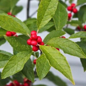 1187-Red Holly Winter Berry (Ilex verticillata) Seeds by Robsrareandgiantseeds UPC0764425788317 Non-GMO,Organic,USA Grower,Bonsai,1187 Package of 7 Seeds