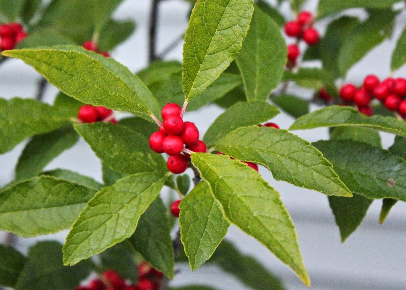 1187-Red Holly Winter Berry (Ilex verticillata) Seeds by Robsrareandgiantseeds UPC0764425788317 Non-GMO,Organic,USA Grower,Bonsai,1187 Package of 7 Seeds