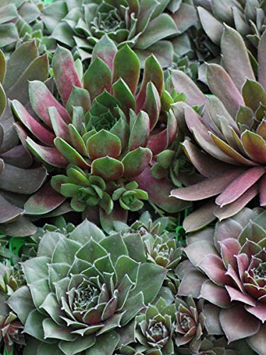 Perennial Farm Marketplace Sempervivum 'Hot Mix' (Hens & Chicks) Perennial, 1 Quart, Green/Red/Tan Foliage