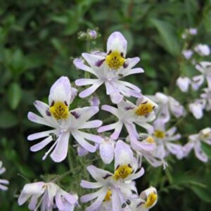 1194B-White Angels Poor Man's Orchid (Schizanthus pinnatus) Seeds by Robsrareandgiantseeds UPC0764425788430 Non-GMO,Organic,USA Grower,Bonsai,Showy, Butterfly Flower,1194-B Package of 15 Seeds