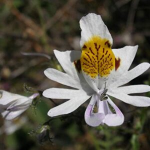 1194B-White Angels Poor Man's Orchid (Schizanthus pinnatus) Seeds by Robsrareandgiantseeds UPC0764425788430 Non-GMO,Organic,USA Grower,Bonsai,Showy, Butterfly Flower,1194-B Package of 15 Seeds