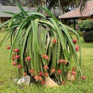 1214-Dragon Fruit, Mixed Red-White (Pitaya Blanca,roja) Seeds by Robsrareandgiantseeds UPC0764425788676 Non-GMO,Organic,Historic Plants, Bonsai, Tropical Fruit,Cactus, Betacyanins Package of 15 Seeds