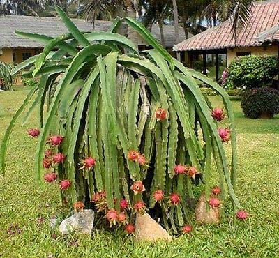 1214-Dragon Fruit, Mixed Red-White (Pitaya Blanca,roja) Seeds by Robsrareandgiantseeds UPC0764425788676 Non-GMO,Organic,Historic Plants, Bonsai, Tropical Fruit,Cactus, Betacyanins Package of 15 Seeds