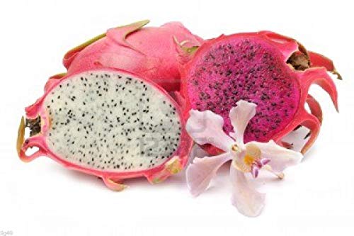 1214-Dragon Fruit, Mixed Red-White (Pitaya Blanca,roja) Seeds by Robsrareandgiantseeds UPC0764425788676 Non-GMO,Organic,Historic Plants, Bonsai, Tropical Fruit,Cactus, Betacyanins Package of 15 Seeds