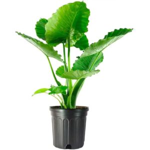 american plant exchange alocasia california elephant ear, 10-inch pot, large live indoor plant, green wavy foliage