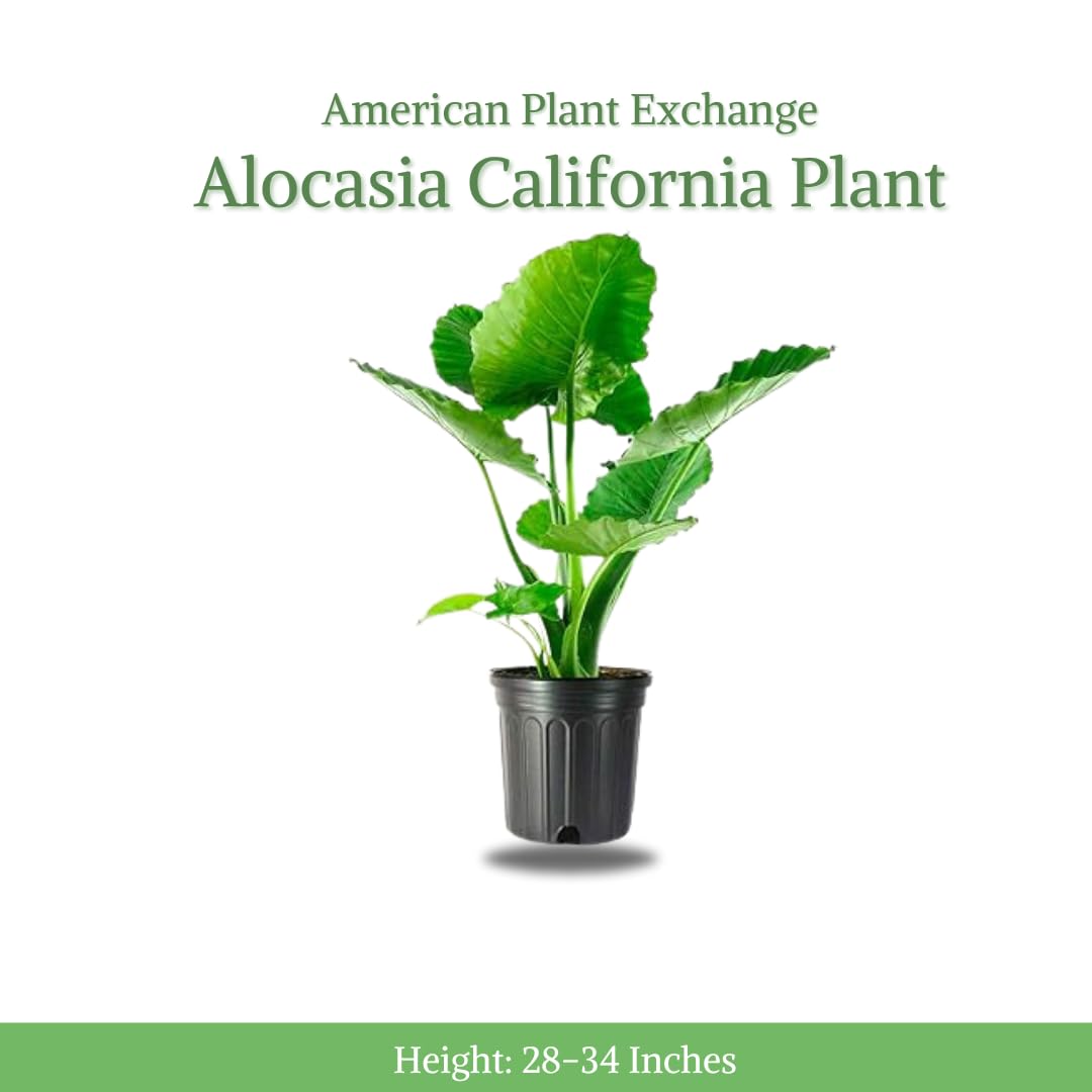 American Plant Exchange Alocasia California Elephant Ear, 10-Inch Pot, Large Live Indoor Plant, Green Wavy Foliage