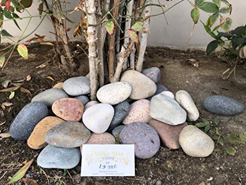 LF Inc. 50 Lb. Premium Large Mixed Mexican Stone Beach Pebbles 3-5 inches, Decor, Garden, Landscape, Pathways, Backyard, Rock Pebbles