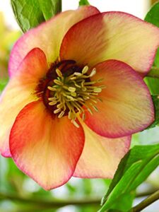 perennial farm marketplace (helleborus w.j. 'apricot blush') perennial, 1 quart, peachy yellow flowers with rose-pink veins