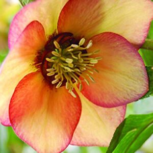 Perennial Farm Marketplace (Helleborus W.J. 'Apricot Blush') Perennial, 1 Quart, Peachy Yellow Flowers with Rose-Pink Veins