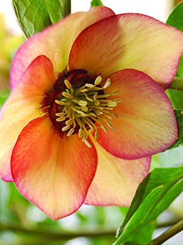 Perennial Farm Marketplace (Helleborus W.J. 'Apricot Blush') Perennial, 1 Quart, Peachy Yellow Flowers with Rose-Pink Veins