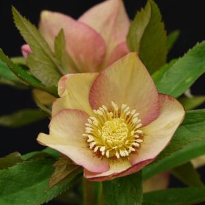 Perennial Farm Marketplace (Helleborus W.J. 'Apricot Blush') Perennial, 1 Quart, Peachy Yellow Flowers with Rose-Pink Veins