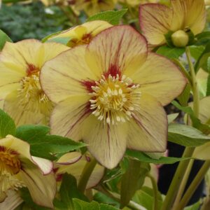 Perennial Farm Marketplace (Helleborus W.J. 'Apricot Blush') Perennial, 1 Quart, Peachy Yellow Flowers with Rose-Pink Veins