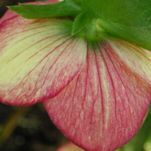 Perennial Farm Marketplace (Helleborus W.J. 'Apricot Blush') Perennial, 1 Quart, Peachy Yellow Flowers with Rose-Pink Veins