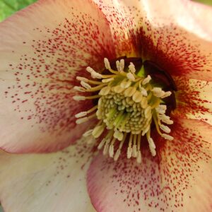 Perennial Farm Marketplace (Helleborus W.J. 'Apricot Blush') Perennial, 1 Quart, Peachy Yellow Flowers with Rose-Pink Veins