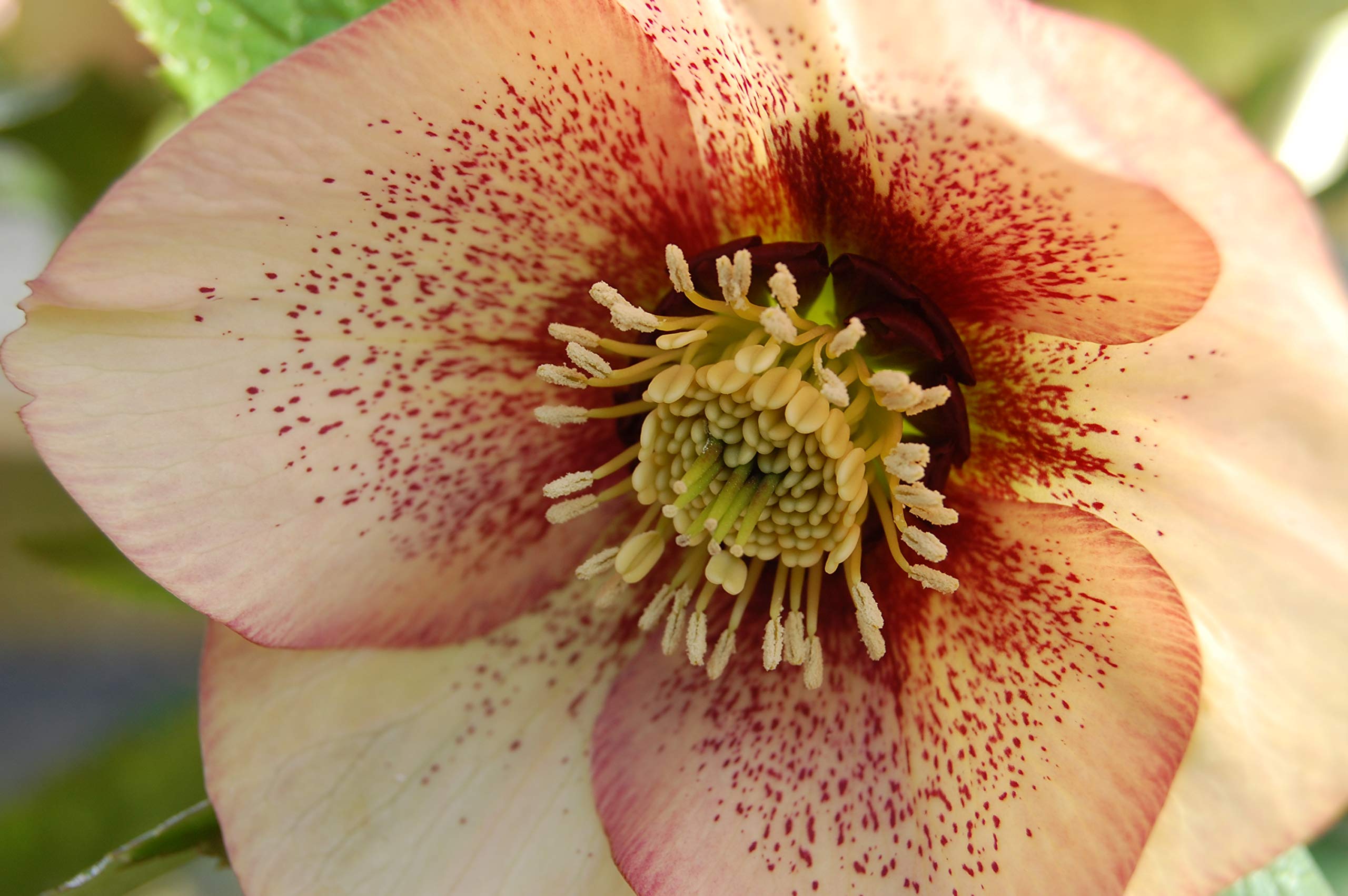 Perennial Farm Marketplace (Helleborus W.J. 'Apricot Blush') Perennial, 1 Quart, Peachy Yellow Flowers with Rose-Pink Veins