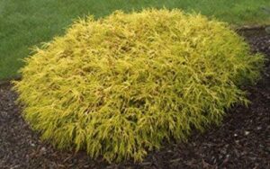 pixies gardens (liner) kings gold mop cypress-dwarf golden with thread like golden yellow foliage-gives a splash of yellowish color provides excellent contrast great for bonsai interesting evergreen