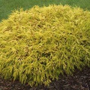 Pixies Gardens (Liner) Kings Gold Mop Cypress-Dwarf Golden with Thread Like Golden Yellow Foliage-Gives A Splash of Yellowish Color Provides Excellent Contrast Great for Bonsai Interesting Evergreen