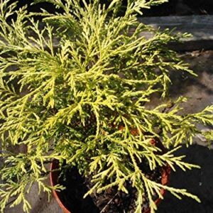 Pixies Gardens (Liner) Kings Gold Mop Cypress-Dwarf Golden with Thread Like Golden Yellow Foliage-Gives A Splash of Yellowish Color Provides Excellent Contrast Great for Bonsai Interesting Evergreen