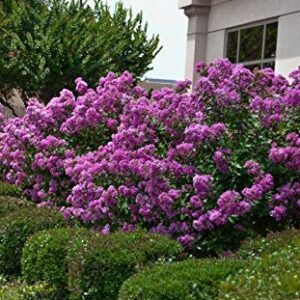 1195A-Dwarf Lavender Crape Myrtle (Lagerstroemia Indica) Seeds by Robsrareandgiantseeds UPC0764425788454 Non-GMO,Organic,USA Grower,Bonsai,Showy, Butterfly Flower,1195-A Package of 10 Seeds