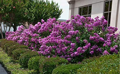 1195A-Dwarf Lavender Crape Myrtle (Lagerstroemia Indica) Seeds by Robsrareandgiantseeds UPC0764425788454 Non-GMO,Organic,USA Grower,Bonsai,Showy, Butterfly Flower,1195-A Package of 10 Seeds