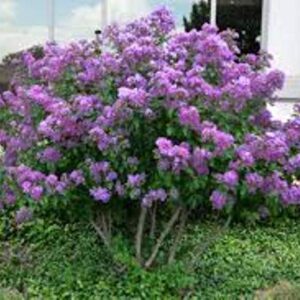 1195A-Dwarf Lavender Crape Myrtle (Lagerstroemia Indica) Seeds by Robsrareandgiantseeds UPC0764425788454 Non-GMO,Organic,USA Grower,Bonsai,Showy, Butterfly Flower,1195-A Package of 10 Seeds