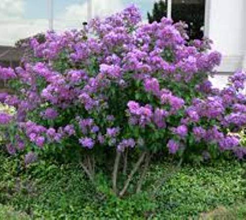 1195A-Dwarf Lavender Crape Myrtle (Lagerstroemia Indica) Seeds by Robsrareandgiantseeds UPC0764425788454 Non-GMO,Organic,USA Grower,Bonsai,Showy, Butterfly Flower,1195-A Package of 10 Seeds