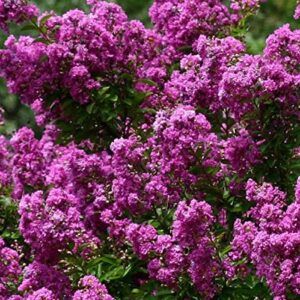 1195A-Dwarf Lavender Crape Myrtle (Lagerstroemia Indica) Seeds by Robsrareandgiantseeds UPC0764425788454 Non-GMO,Organic,USA Grower,Bonsai,Showy, Butterfly Flower,1195-A Package of 10 Seeds