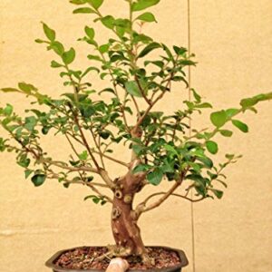 1195A-Dwarf Lavender Crape Myrtle (Lagerstroemia Indica) Seeds by Robsrareandgiantseeds UPC0764425788454 Non-GMO,Organic,USA Grower,Bonsai,Showy, Butterfly Flower,1195-A Package of 10 Seeds