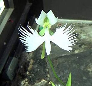 1358-White Dove/Egret Flower (Pecteilis,Habenaria radiata) Seeds by Robsrareandgiantseeds UPC0764425788737 Non-GMO,Organic,USA Grower,Historic plants,Showy,Bonsai,Exotic,Orchid,1358 Package of 5 Seeds