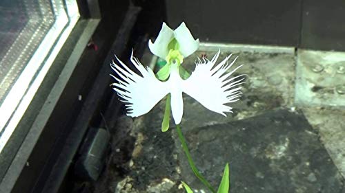 1358-White Dove/Egret Flower (Pecteilis,Habenaria radiata) Seeds by Robsrareandgiantseeds UPC0764425788737 Non-GMO,Organic,USA Grower,Historic plants,Showy,Bonsai,Exotic,Orchid,1358 Package of 5 Seeds